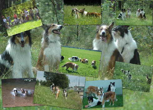 Collage collies